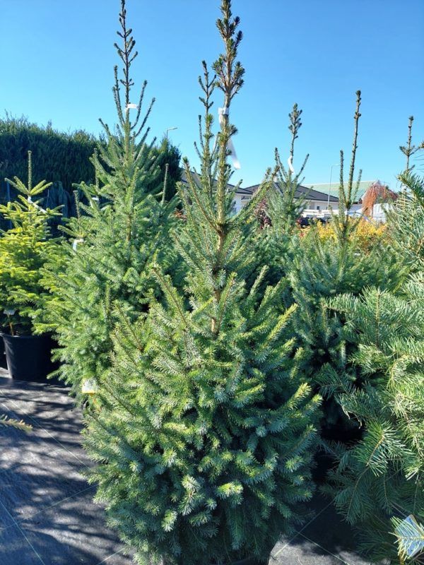 Picea omorika - Image 2