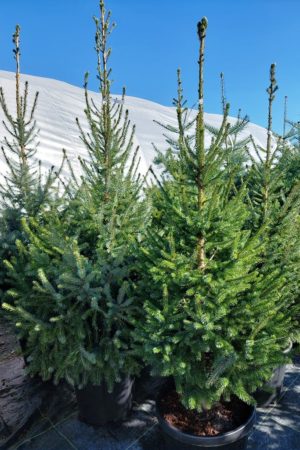 Picea omorika