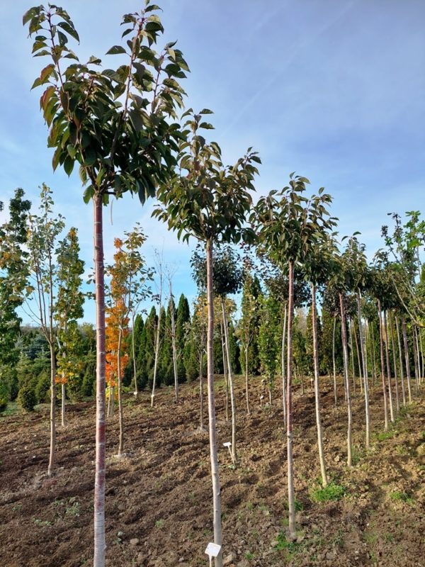 Prunus serrulata 'Kanzan' - Image 5