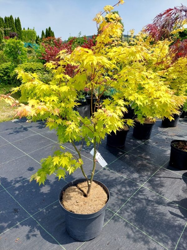 Acer palmatum 'Orange Dream'