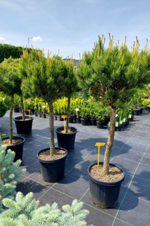 Pinus sylvestris 'Watereri'