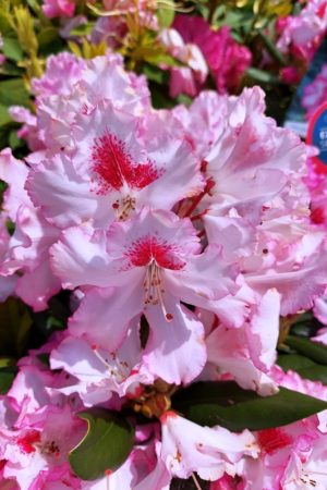 Rhododendron 'Hachmann's Charmant'