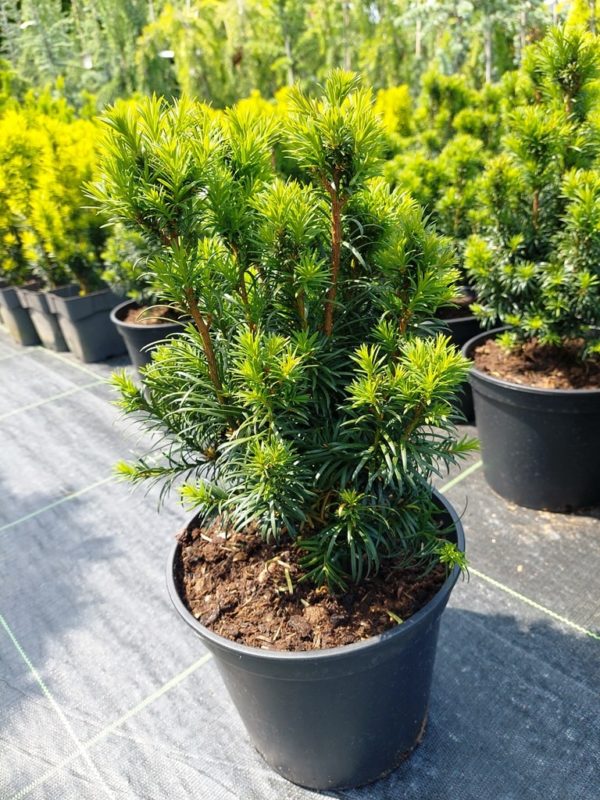 Taxus baccata 'Funny Jewel'