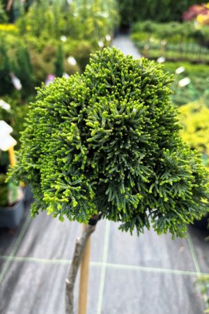 Chamaecyparis lawsoniana 'Bregeon'
