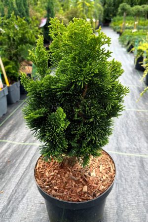 Chamaecyparis obtusa 'Rigid Dwarf'