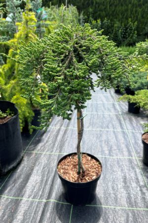 Juniperus communis 'Zeal'