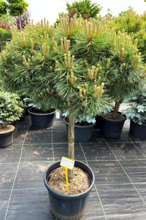 Pinus nigra 'Marie Bregeon'