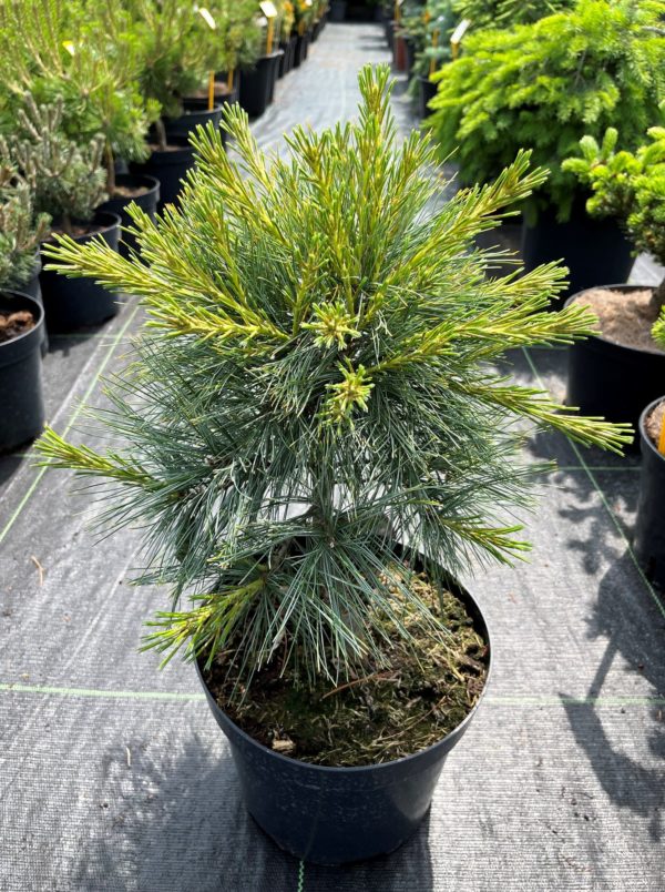 Pinus strobus 'Blue Shag' - Image 2