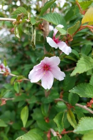 Prunus incisa 'The Bride'