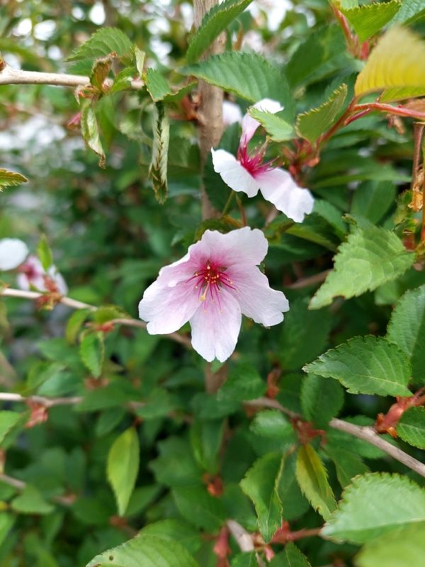 Prunus incisa 'The Bride'