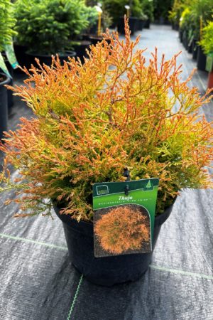 Thuja occidentalis 'Fire Chief'