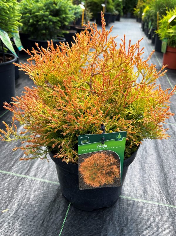 Thuja occidentalis 'Fire Chief'