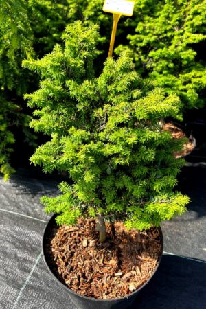 Tsuga canadensis 'Hussii'