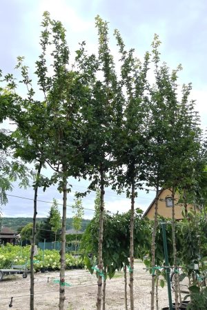 Acer campestre 'Elsrijk'