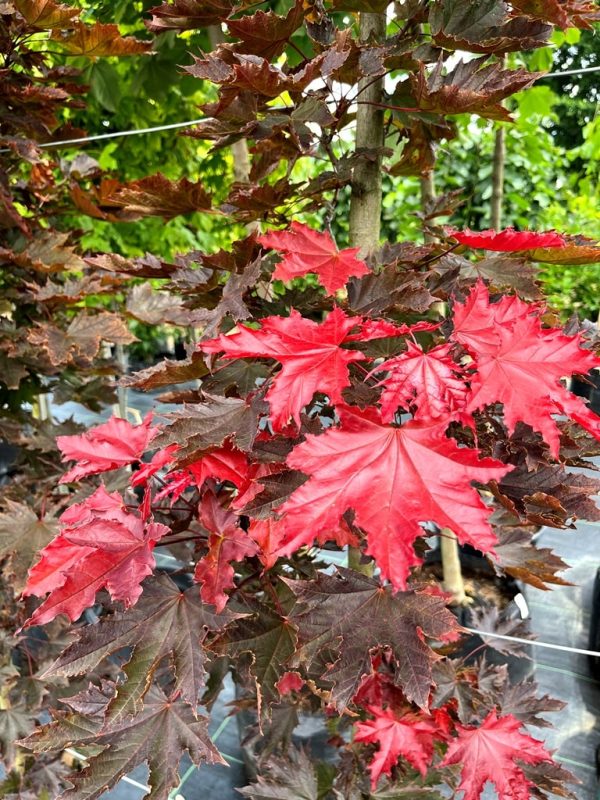 Acer platanoides 'Crimson Sentry' - Image 2