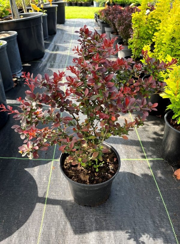 Berberis thunbergii 'Atropurpurea  Nana'