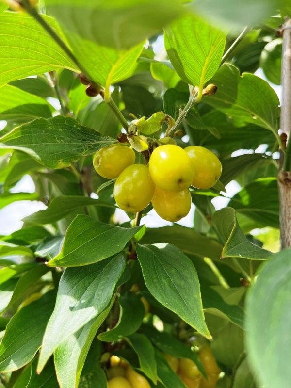 Cornus mas (sorty) - Image 3