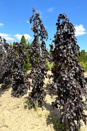 Fagus sylvatica 'Purple Fountain'