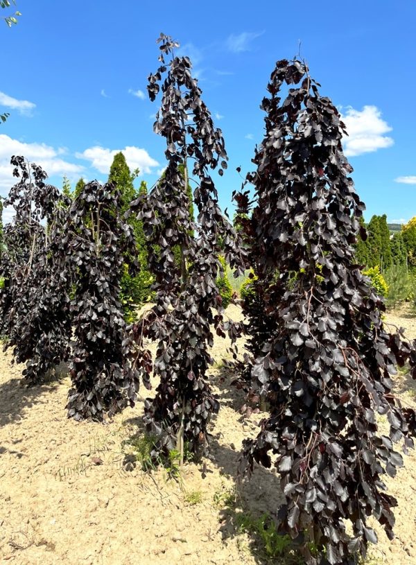 Fagus sylvatica 'Purple Fountain'