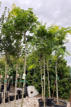 Gleditsia triacanthos 'Sunburst'