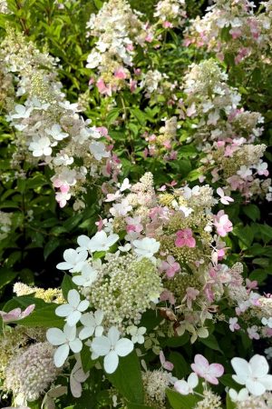 Hydrangea paniculata 'Confetti'