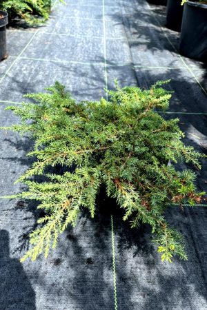 Juniperus communis 'Green Carpet'