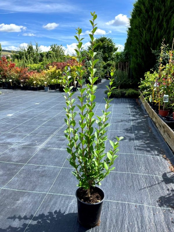 Ligustrum ovalifolium - Image 2