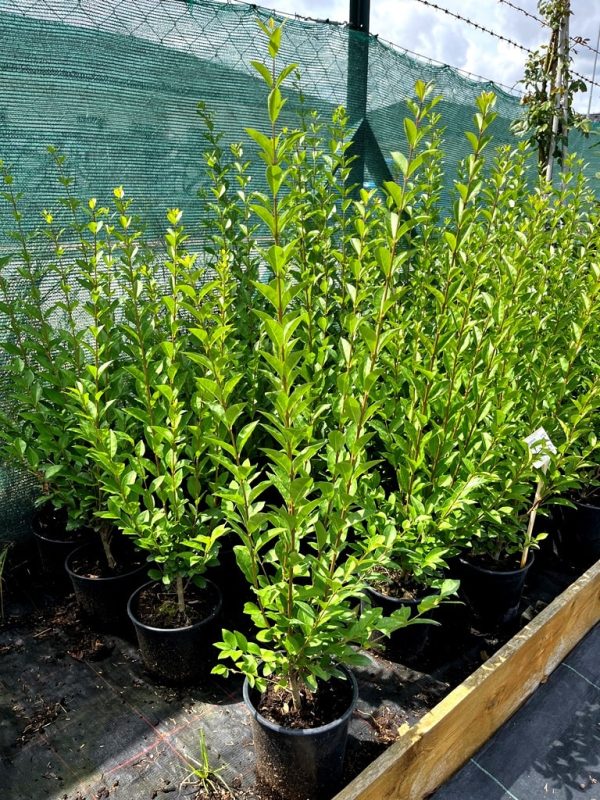 Ligustrum ovalifolium