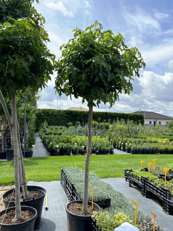 Liquidambar styraciflua 'Gum Ball'