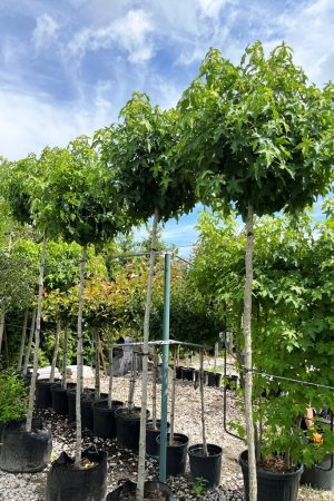 Liquidambar styraciflua 'Gum Ball'