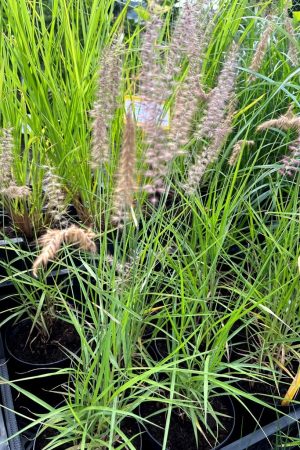 Pennisetum orientale 'Karley Rose'