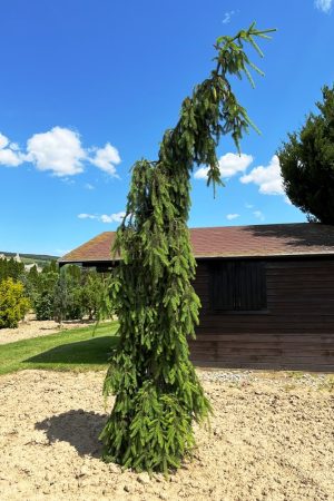 Picea abies 'Bohemica Pendula'