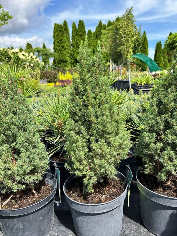 Picea glauca 'Zuckerhut'