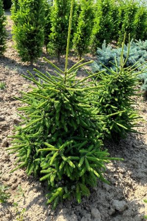Picea likiangensis var.purpurea