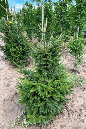 Picea orientalis 'Aureospicata'