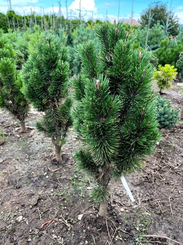 Pinus mugo 'Andrzej'