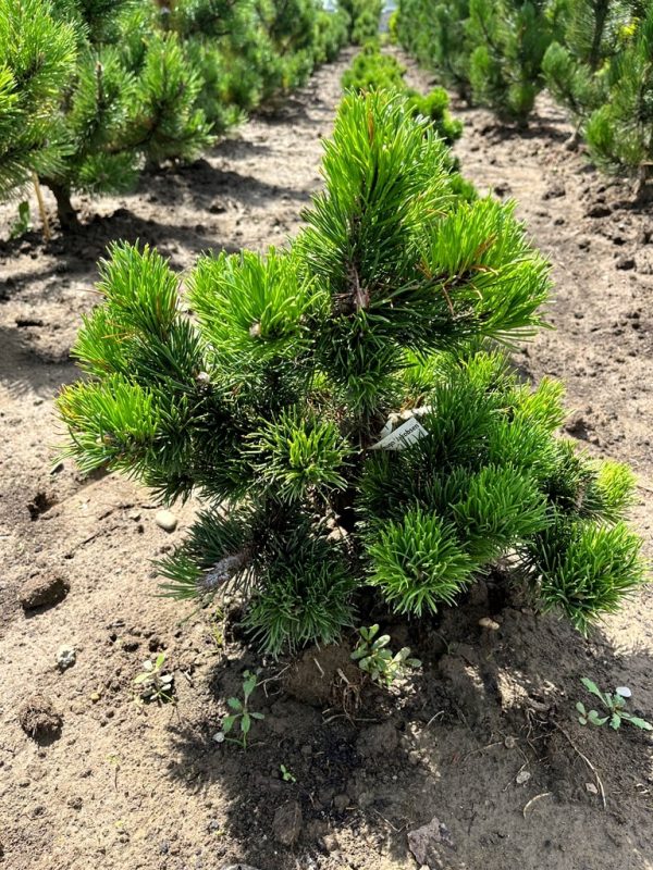 Pinus mugo 'Jakobsen'