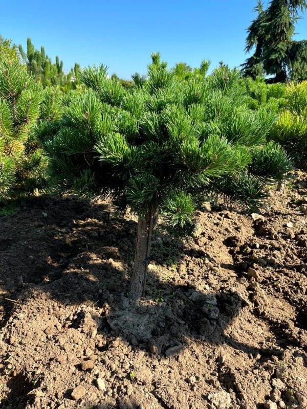 Pinus mugo 'Krauskopf'