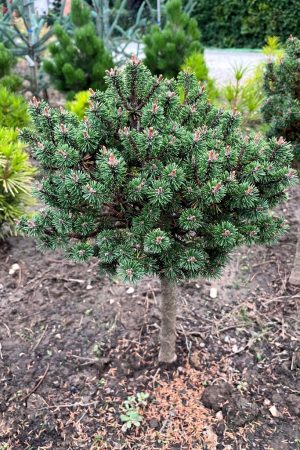 Pinus mugo 'Minima Vanc'