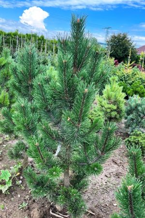 Pinus mugo 'Tannenbaum'