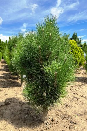 Pinus nigra 'Rondello'