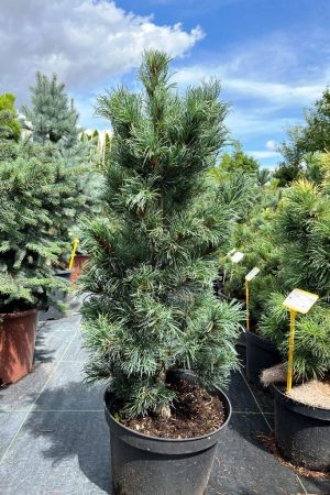 Pinus parviflora 'Bonnie Bergman'