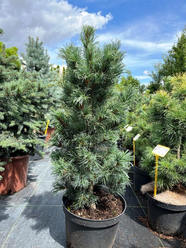 Pinus parviflora 'Bonnie Bergman'