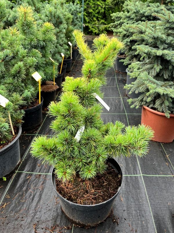 Pinus parviflora 'Dr. Landis Gold'