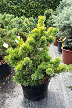 Pinus parviflora 'Goldilocks'