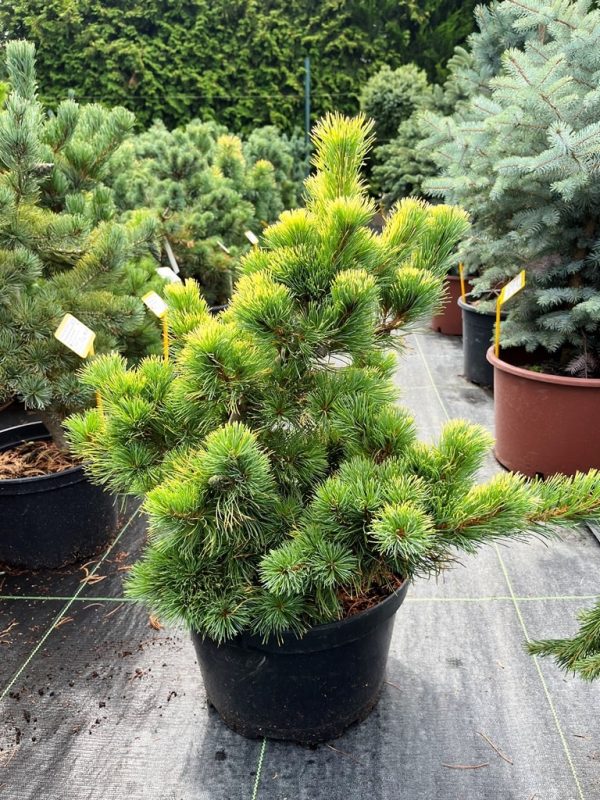 Pinus parviflora 'Goldilocks'