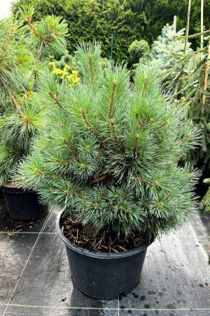 Pinus sylvestris 'Chantry Blue'