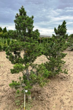 Pinus thunbergii 'Kotobuki'