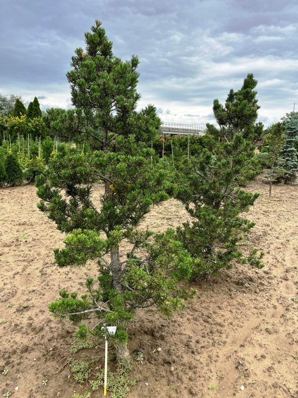 Pinus thunbergii 'Kotobuki'