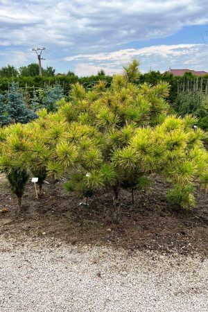 Pinus thunbergii 'Ogon'